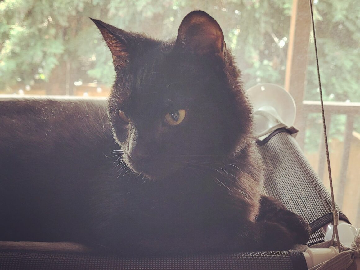 Picture Idea: Reviewing Cat Deterrents 4 Products To Attempt To Corral Your