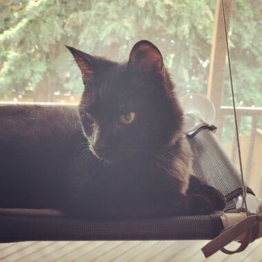 The best cat in literally the whole world